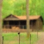 Cover2_IAmLuckyBird-193x300